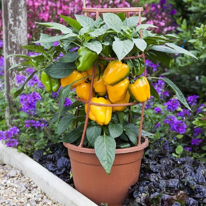 Picture of Liberty Bell F1 Sweet Pepper